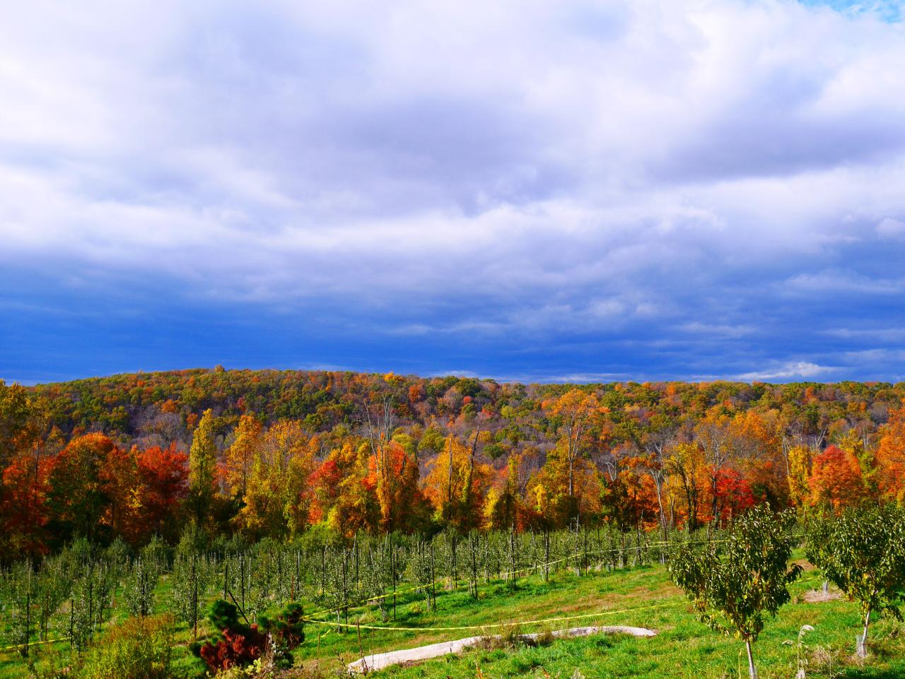 Why Harvest Moon Orchard Is Perfect for Your Fall Family Trip