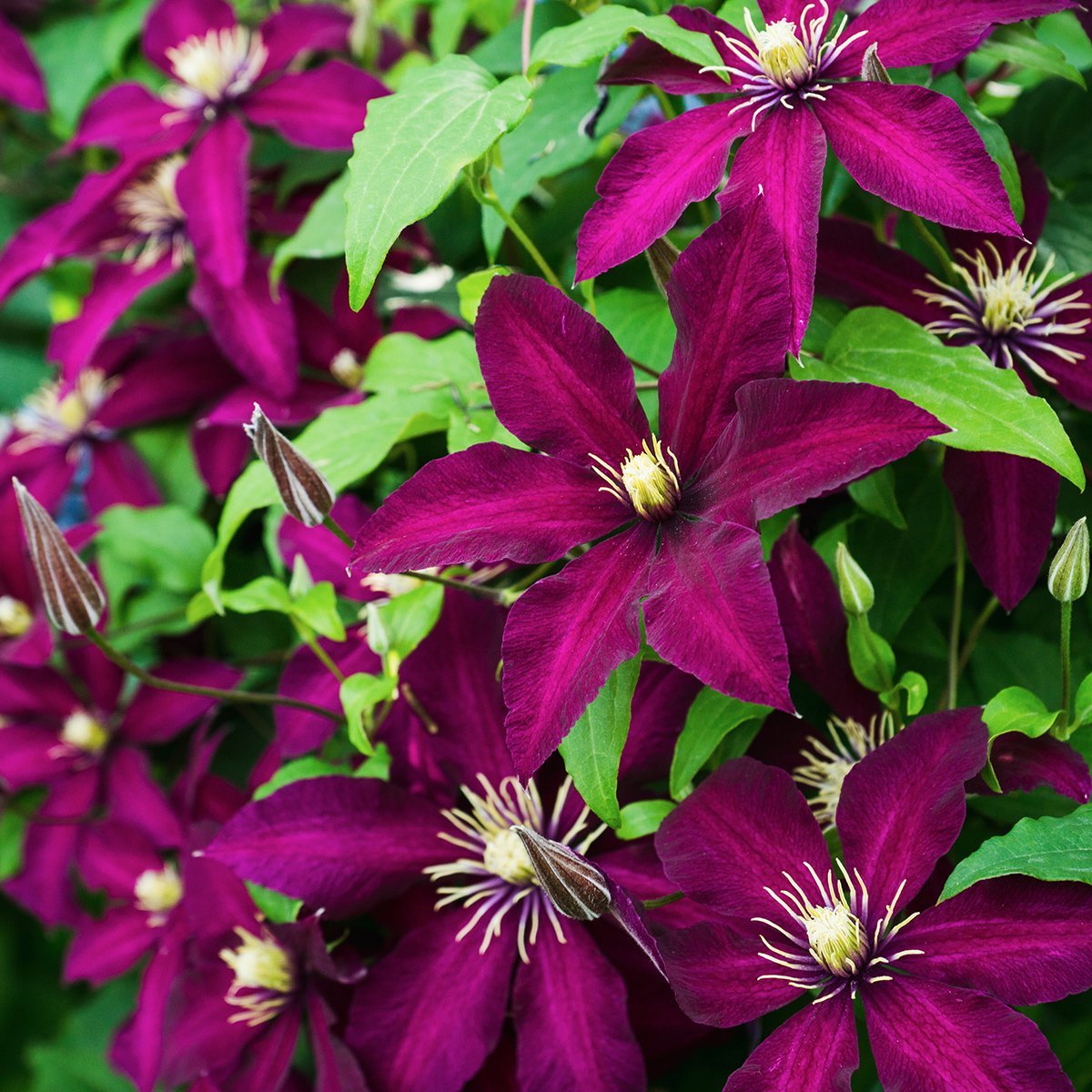 The Essential Steps for Successful Clematis Plant Expansion