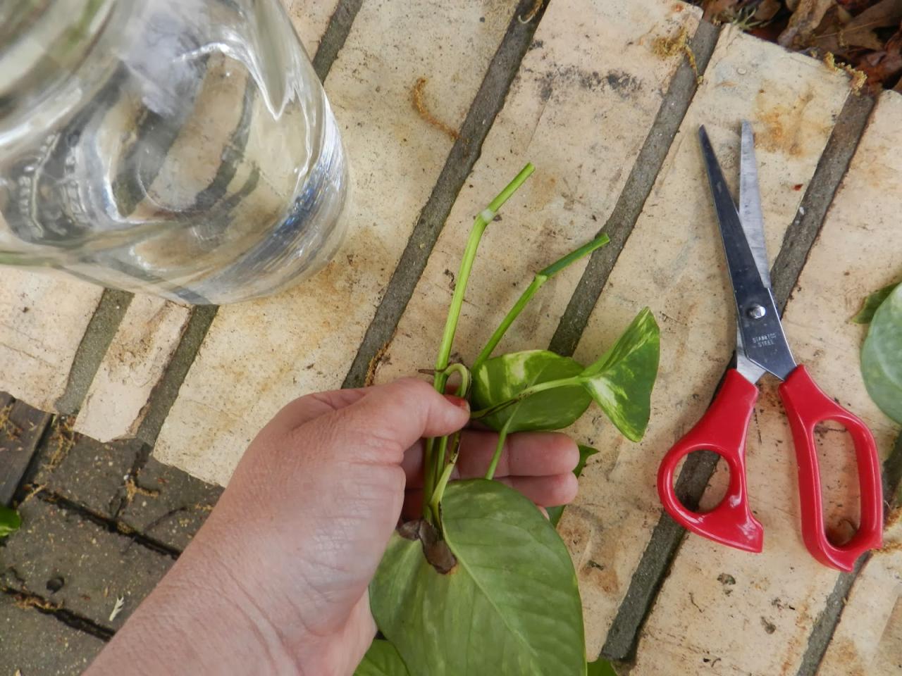 From Cutting to Climbing: How to Propagate Ivy Effortlessly