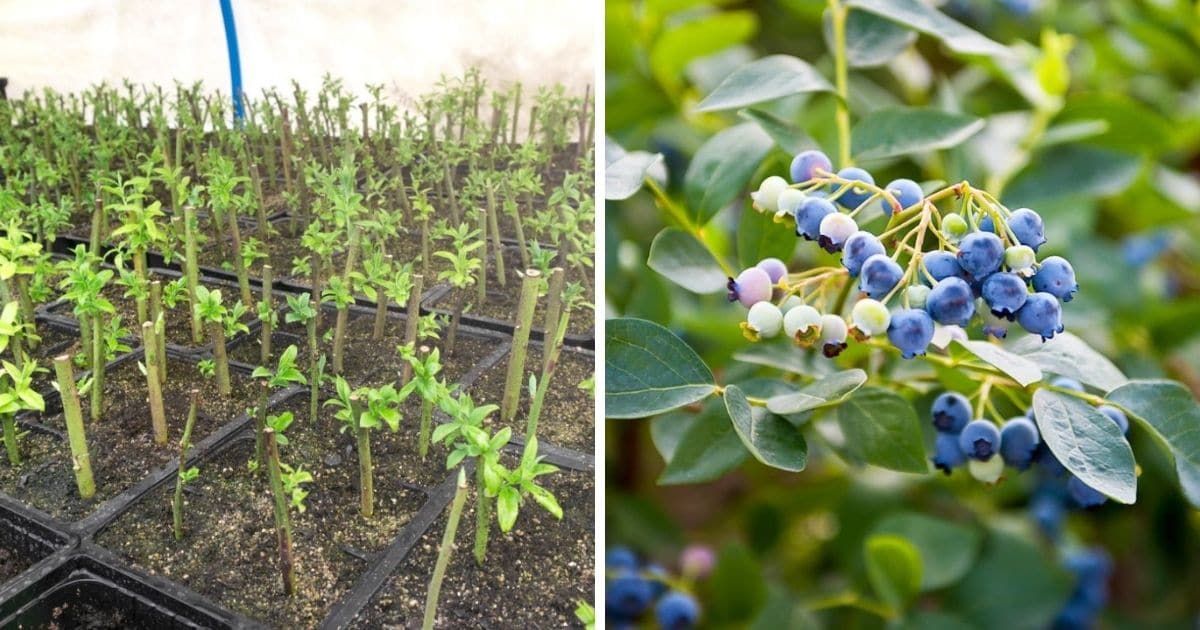 How to Create a Blueberry Bush Garden from Propagation