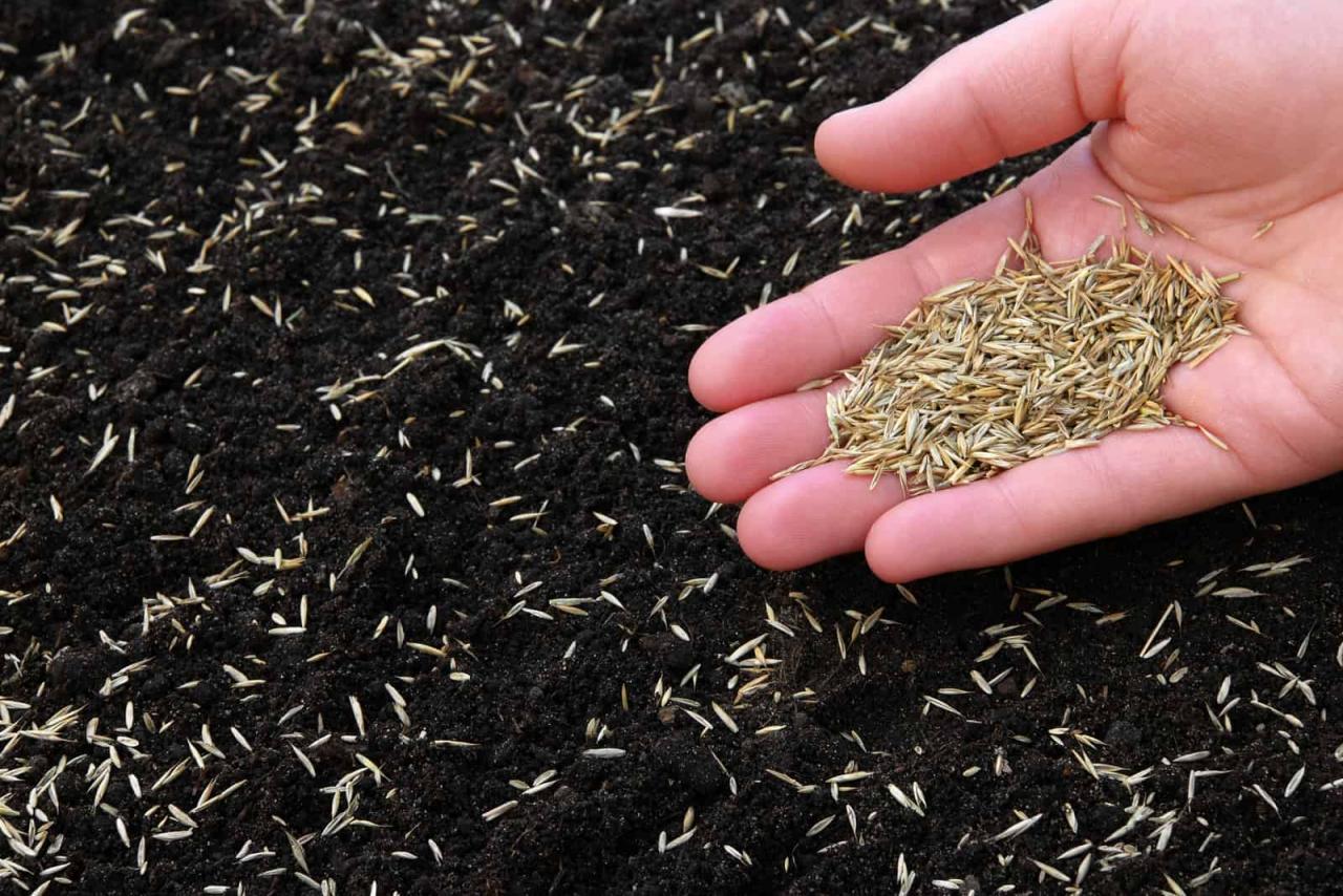 How to Time Your Grass Seed Planting for Maximum Impact: A Guide to Lawn Success