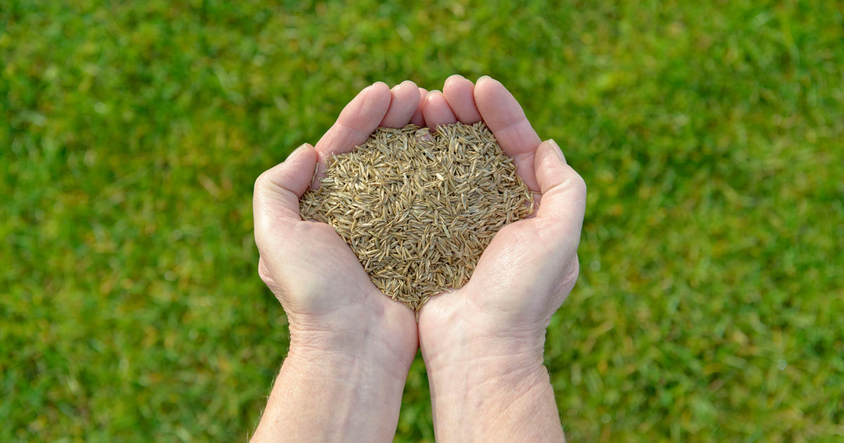 How to Time Your Grass Seed Planting for Maximum Impact: A Guide to Lawn Success