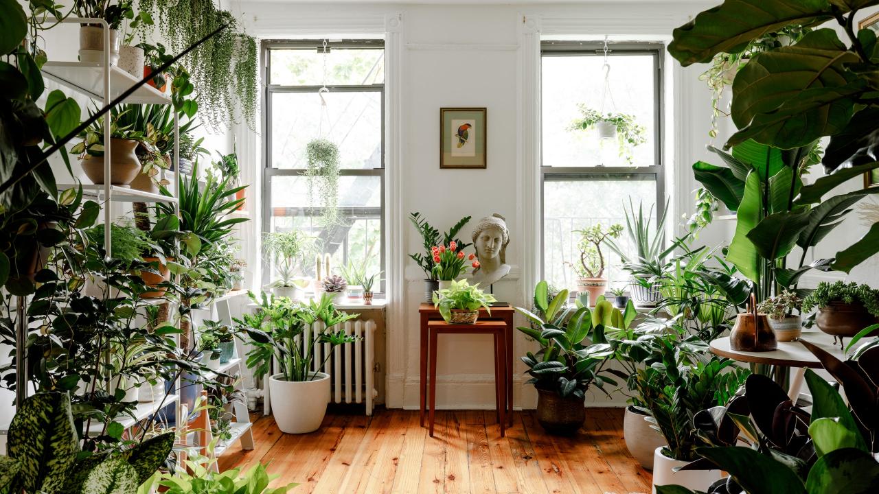 The Best Indoor Plants for Beginner Plant Parents: A Guide to Greenery Success