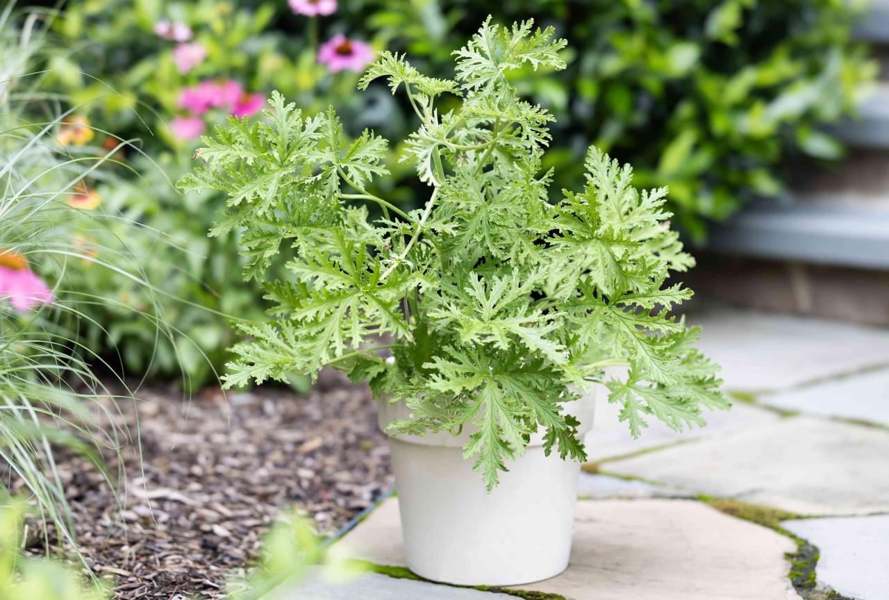 Grow a Fragrant, Pest-Free Garden with Citronella