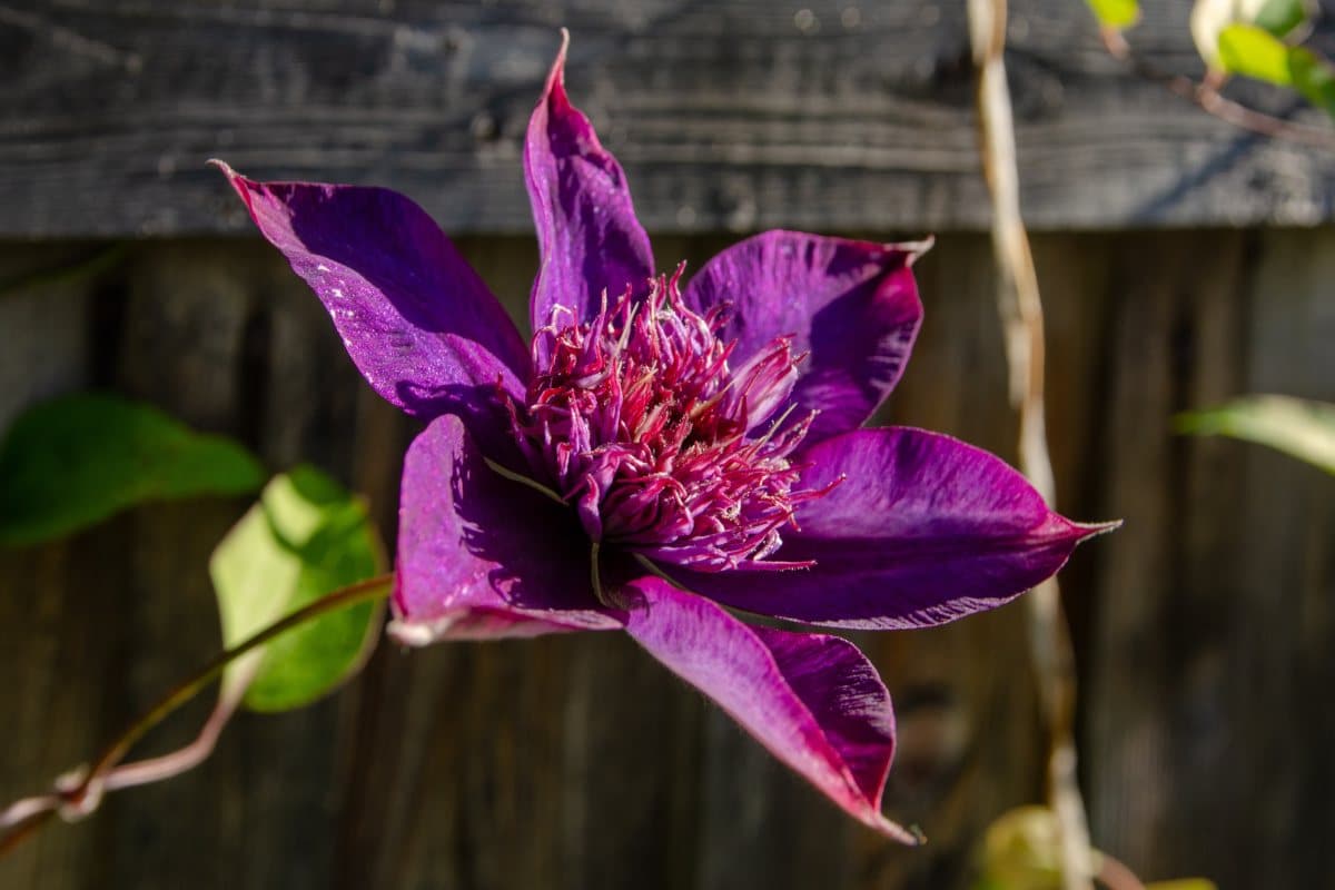 The Essential Steps for Successful Clematis Plant Expansion