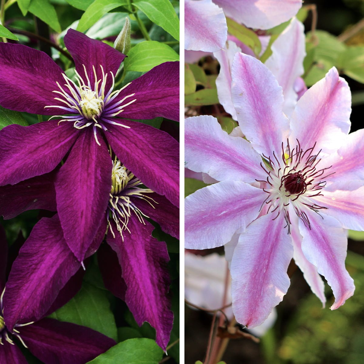 The Essential Steps for Successful Clematis Plant Expansion