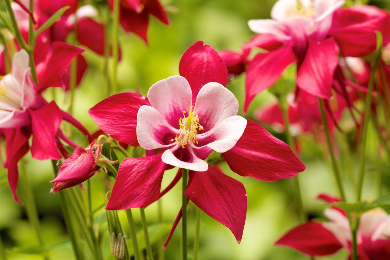 The Essential Guide to Beautiful Columbine Plants