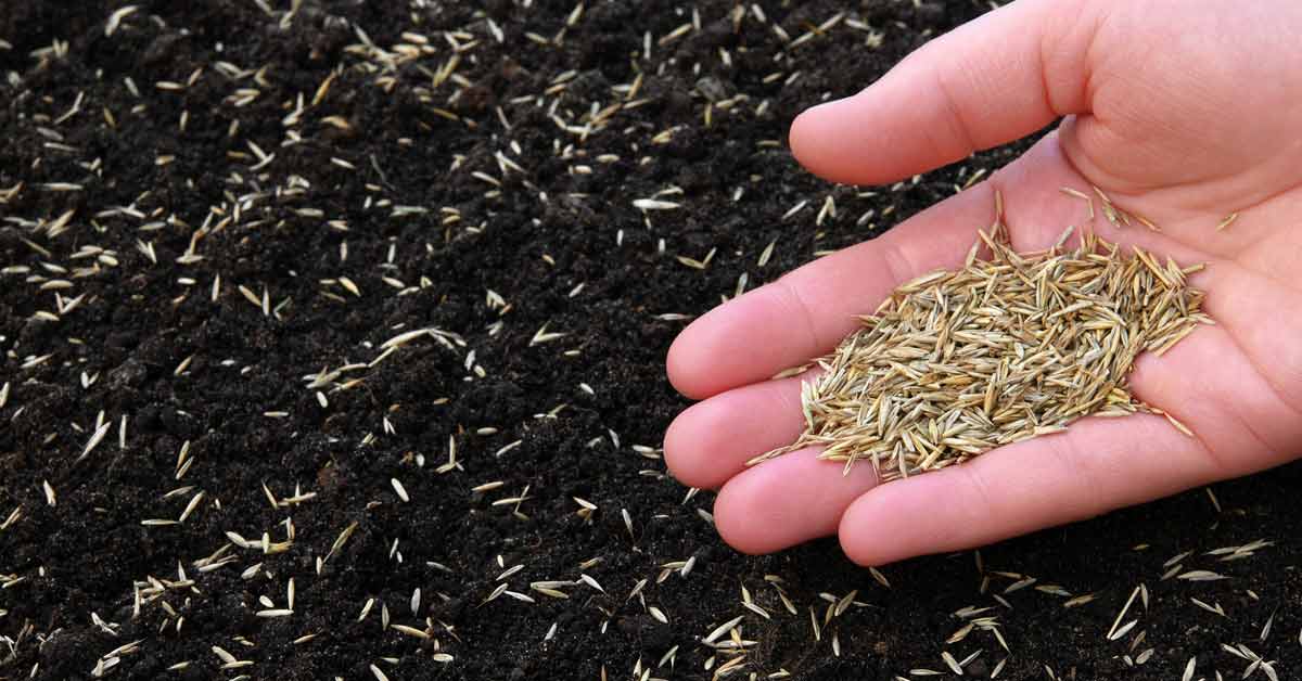 How to Time Your Grass Seed Sowing for a Lush Lawn in the UK