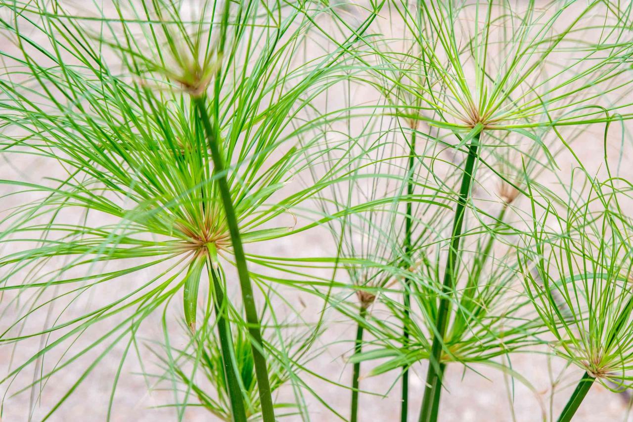 Papyrus Plant Care 101: Tips for Growing and Using This Beautiful Herb