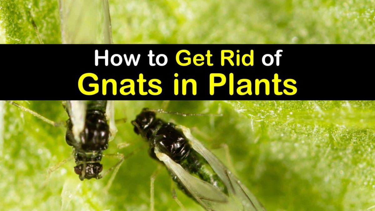 Step-by-Step Instructions to Get Rid of Gnats in Plants