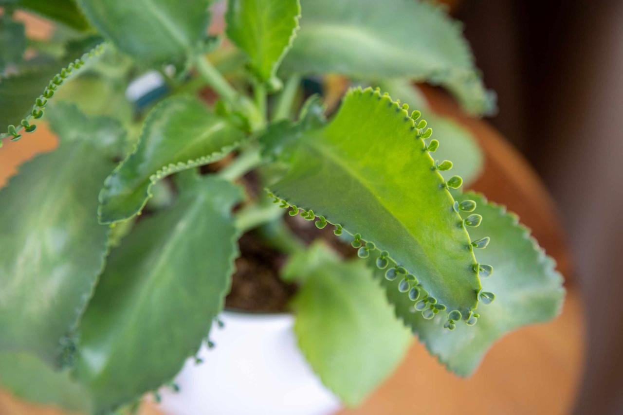 The Best Techniques for Growing New Mother of Thousands Plants