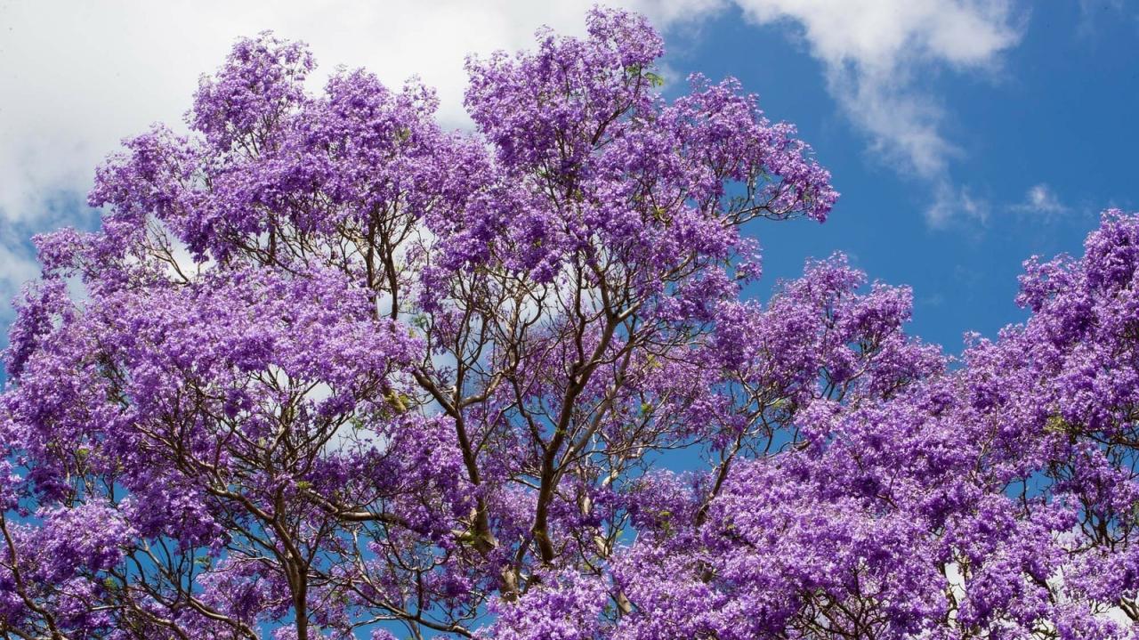 Jacaranda Tree Care 101: Grow & Maintain This Gorgeous Tree