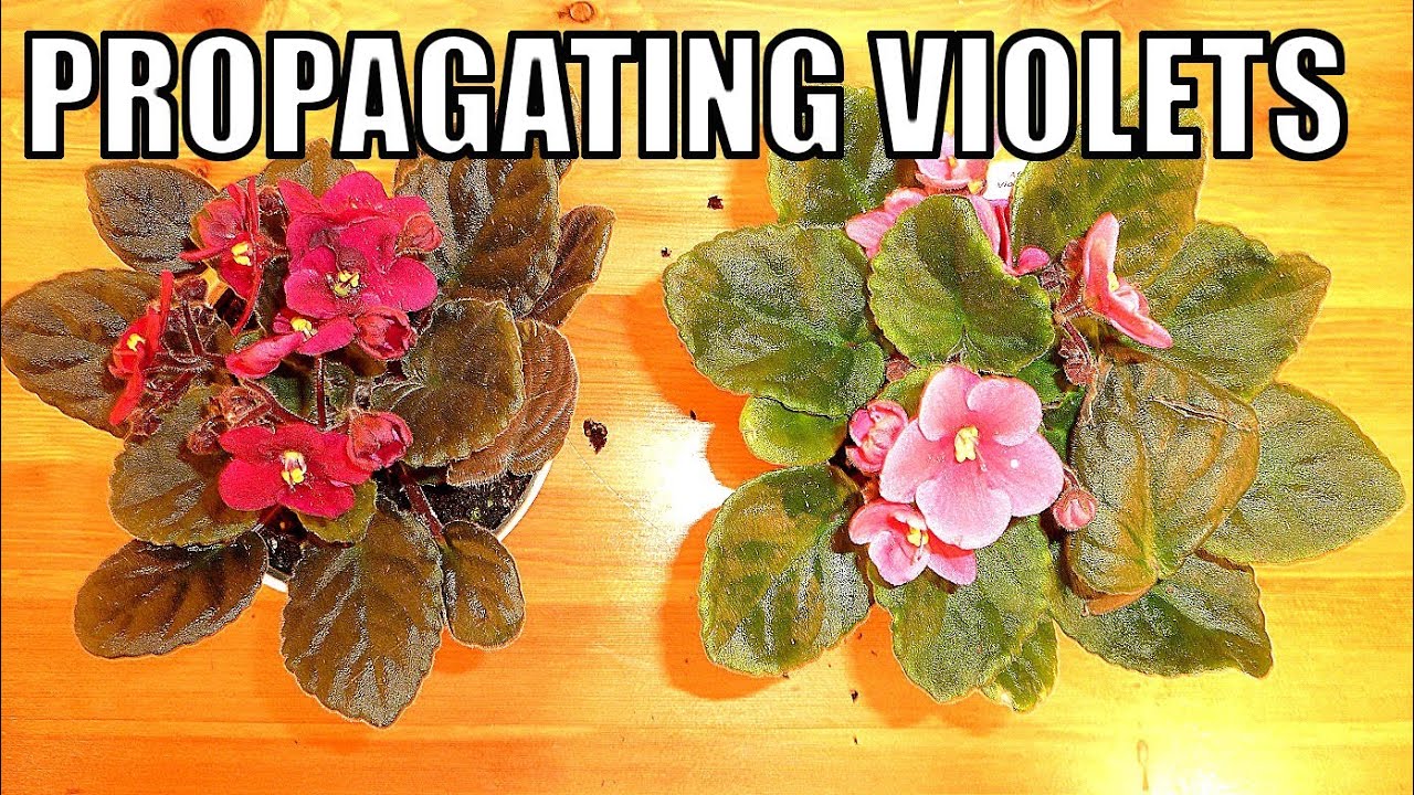 How to Propagate African Violets: The Lazy Gardeners Guide