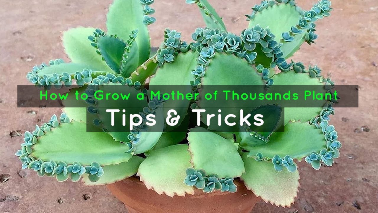 The Best Techniques for Growing New Mother of Thousands Plants