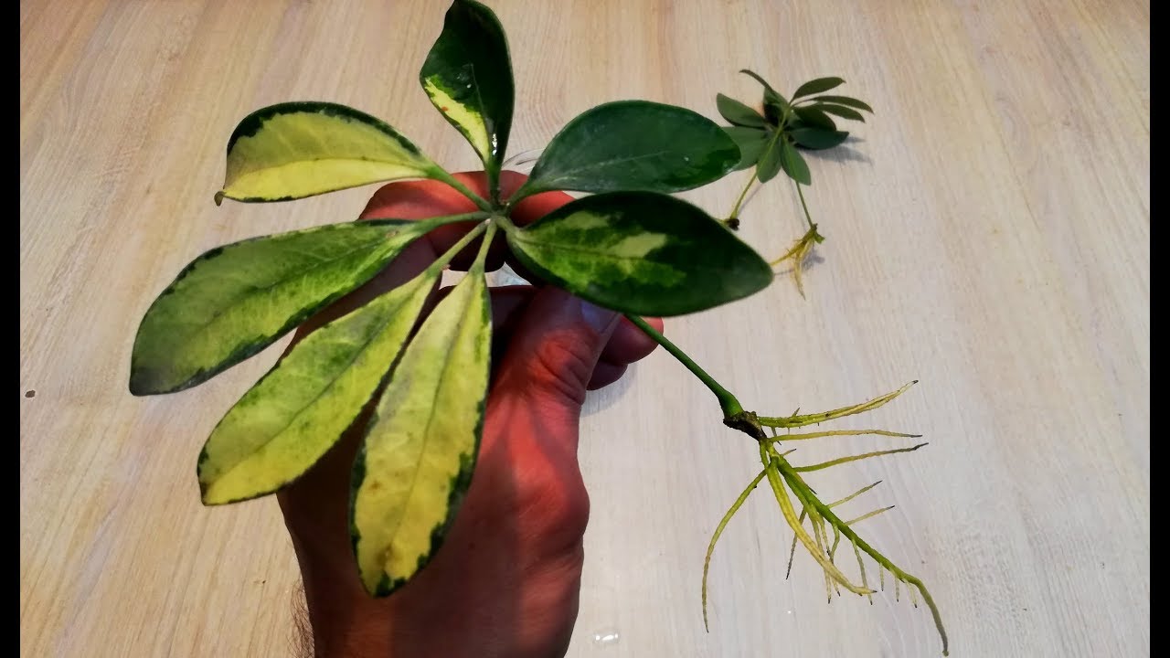 How to Grow More Schefflera Plants Using Simple and Effective Methods