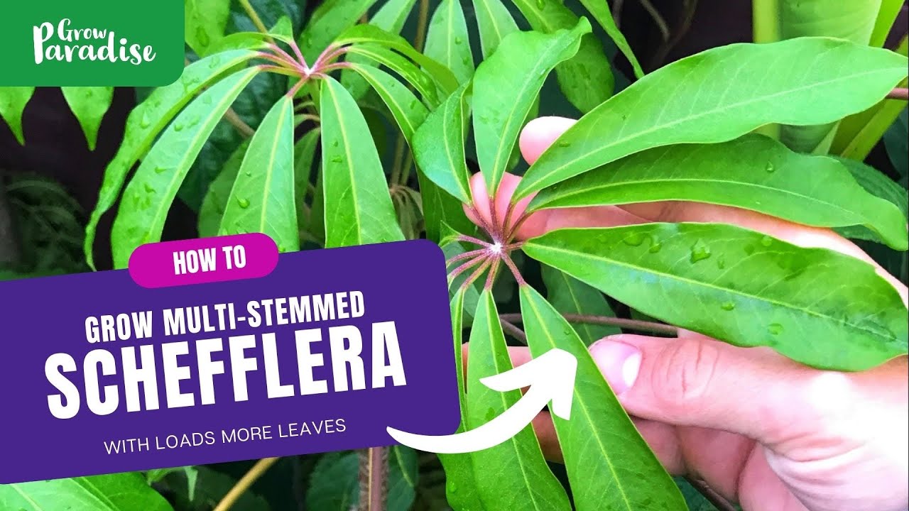 How to Grow More Schefflera Plants Using Simple and Effective Methods