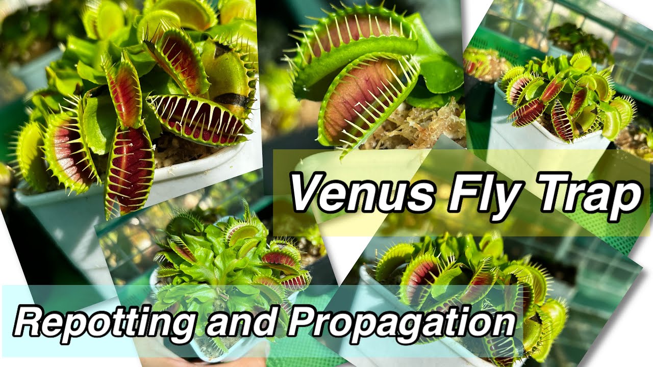 Expert Venus Fly Trap Propagation Tips for a Thriving Collection