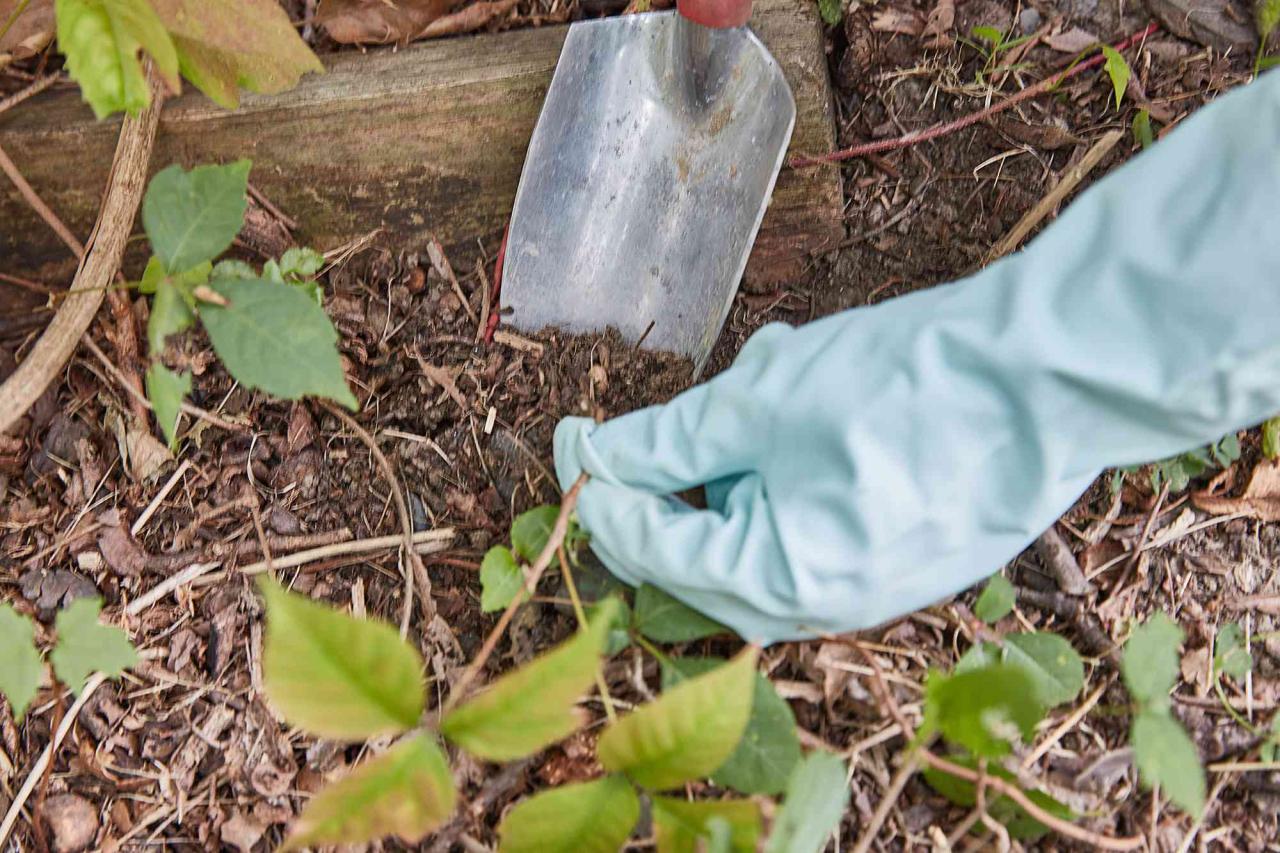 How to Safely Remove Poison Ivy from Walkways Surrounded by Plants