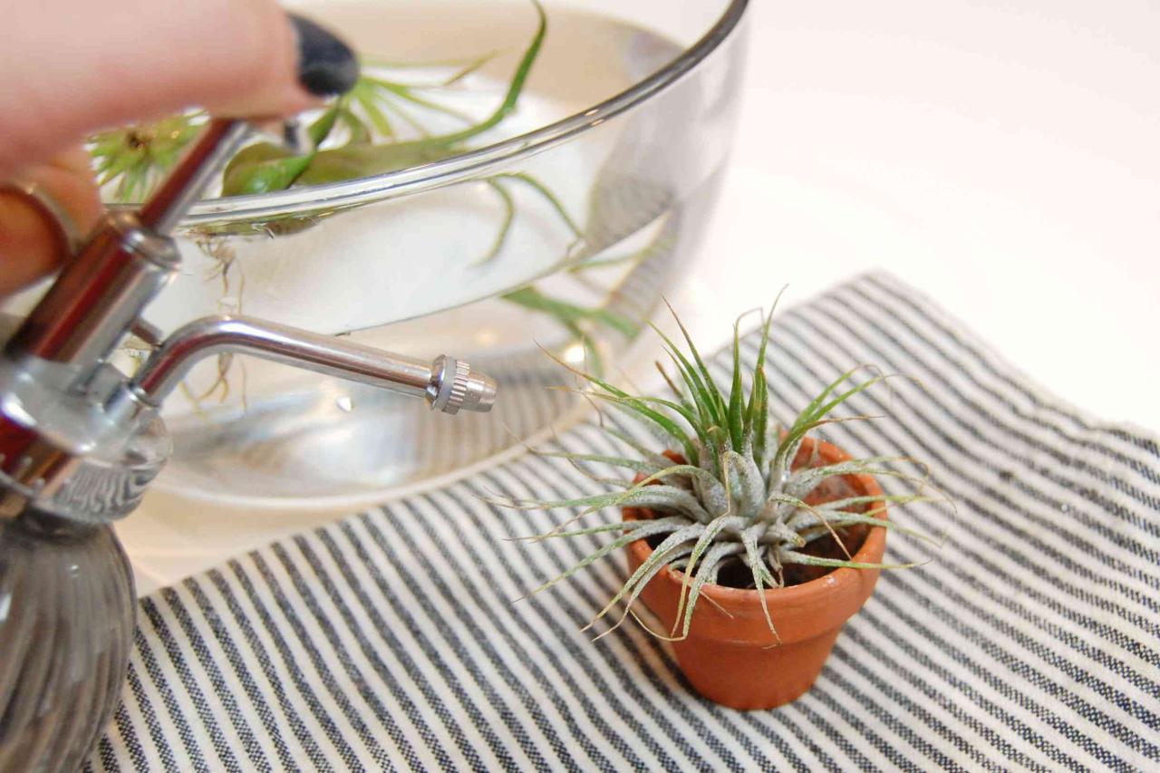 How to Water Air Plants Without Overwatering